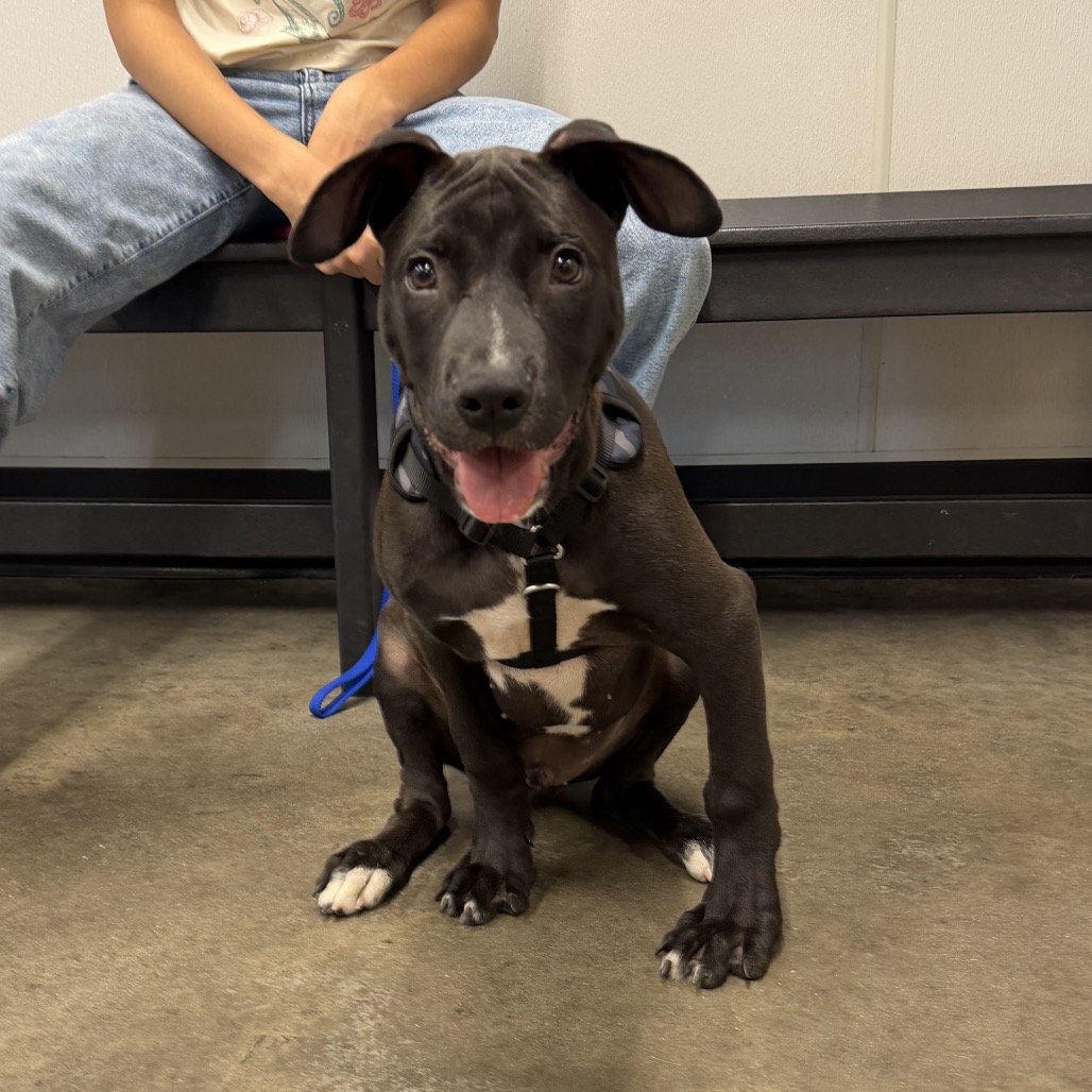 Shelter Stray Male Dog last seen , 3607 N Armenia Ave, Tampa, FL 33607, USA