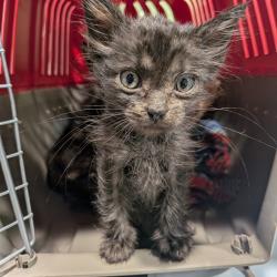 Shelter Stray Male Cat last seen , 3607 N Armenia Ave, Tampa, FL 33607, USA