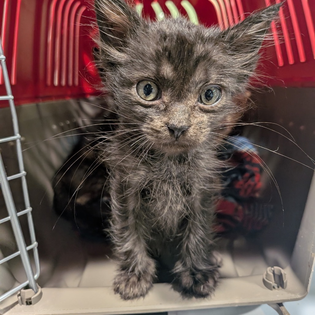 Shelter Stray Male Cat last seen , 3607 N Armenia Ave, Tampa, FL 33607, USA