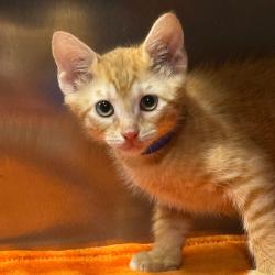 Shelter Stray Male Cat last seen , 3607 N Armenia Ave, Tampa, FL 33607, USA