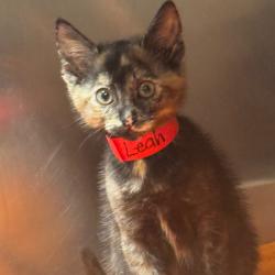 Shelter Stray Female Cat last seen , 3607 N Armenia Ave, Tampa, FL 33607, USA