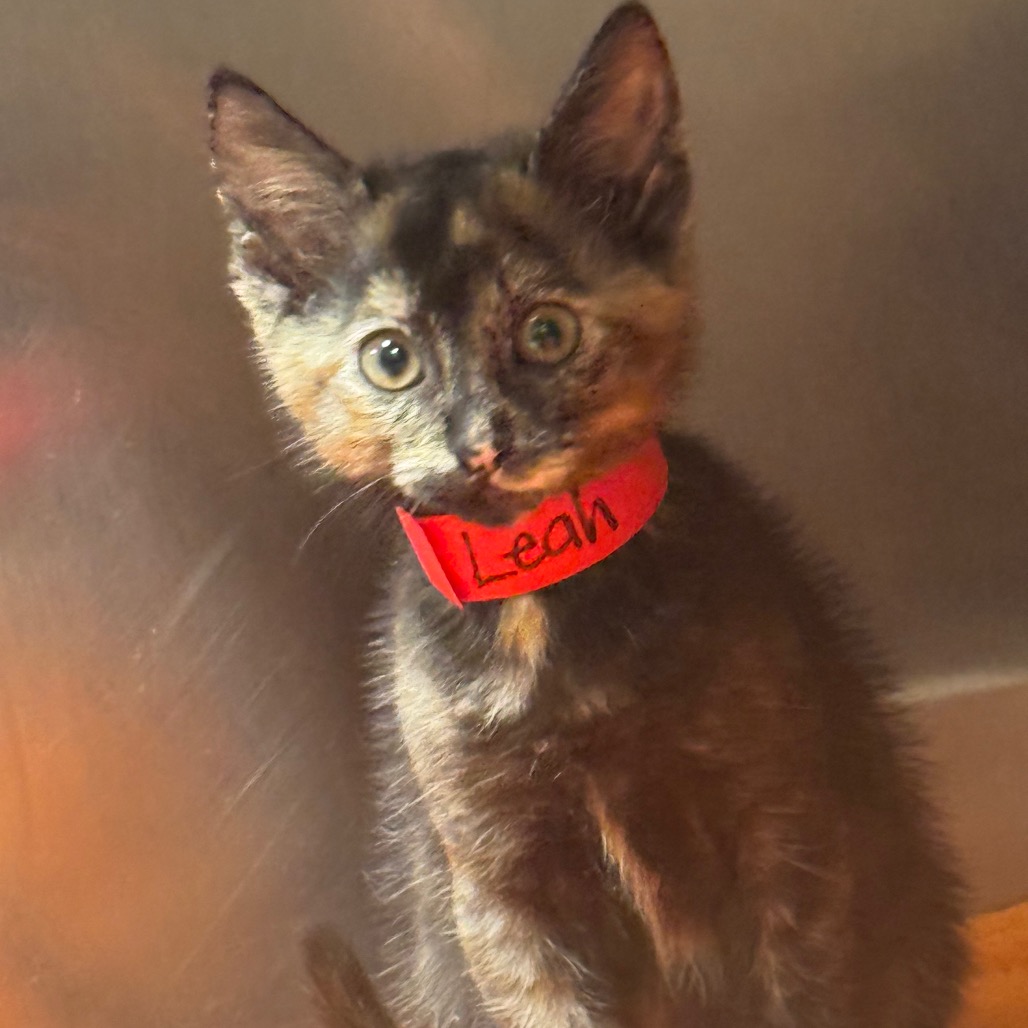 Shelter Stray Female Cat last seen , 3607 N Armenia Ave, Tampa, FL 33607, USA
