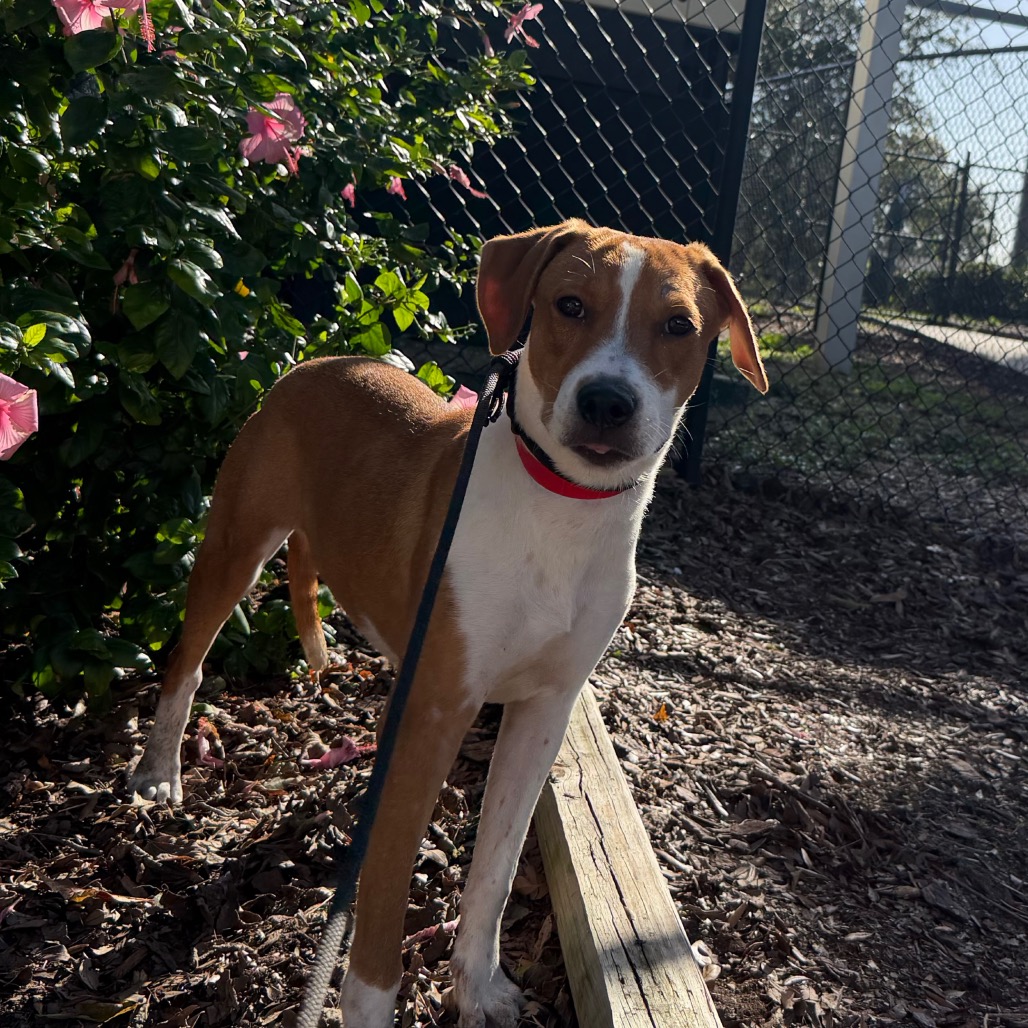 Shelter Stray Female Dog last seen , 3607 N Armenia Ave, Tampa, FL 33607, USA