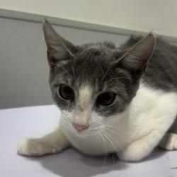 Shelter Stray Female Cat last seen , 3607 N Armenia Ave, Tampa, FL 33607, USA
