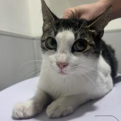 Shelter Stray Female Cat last seen , 3607 N Armenia Ave, Tampa, FL 33607, USA