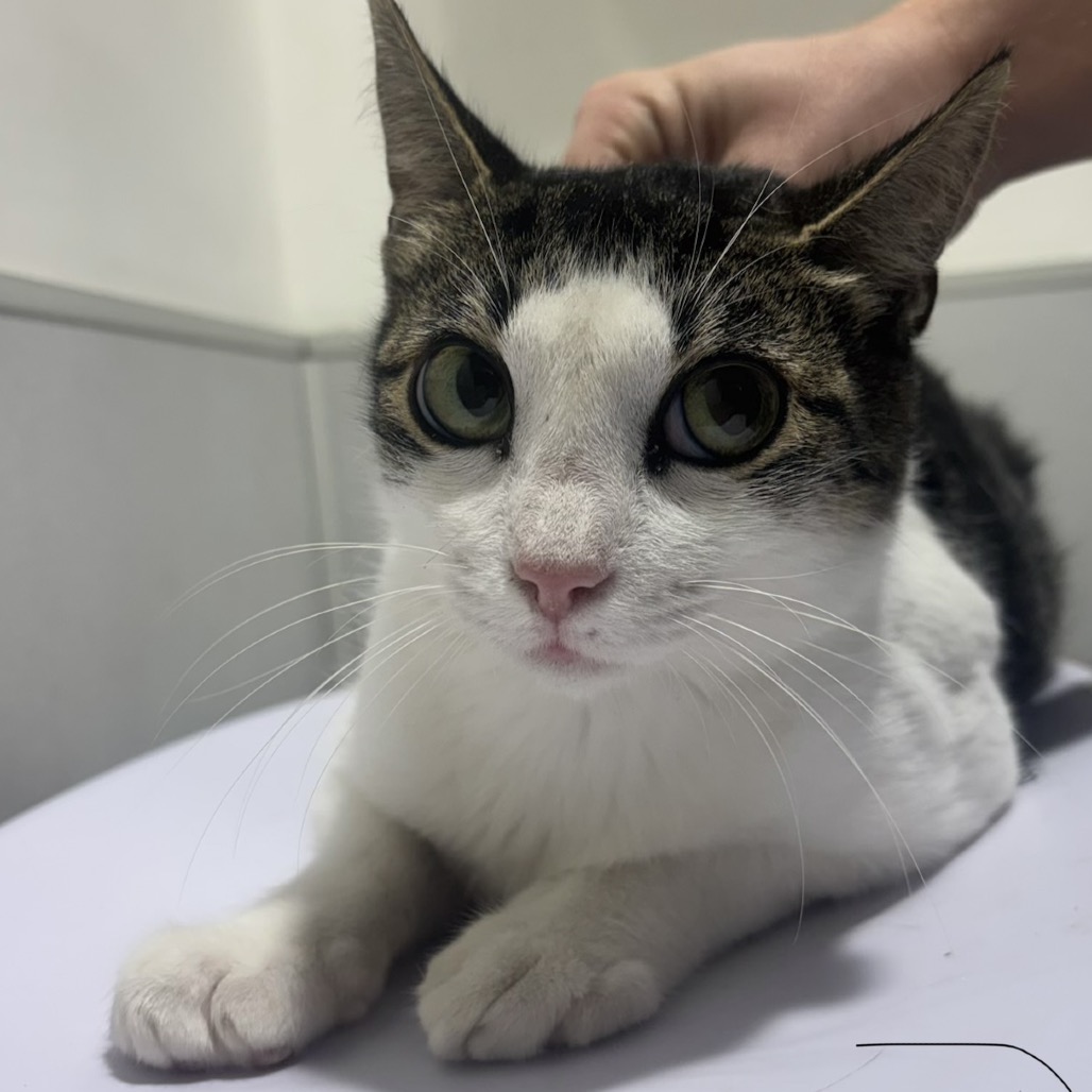 Shelter Stray Female Cat last seen , 3607 N Armenia Ave, Tampa, FL 33607, USA