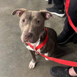 Shelter Stray Female Dog last seen , 3607 N Armenia Ave, Tampa, FL 33607, USA