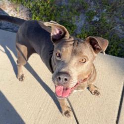 Shelter Stray Female Dog last seen , 3607 N Armenia Ave, Tampa, FL 33607, USA