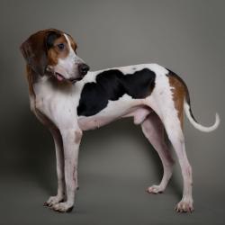 Shelter Stray Male Dog last seen , 8020 Washington St, Port Richey, FL 34668, USA