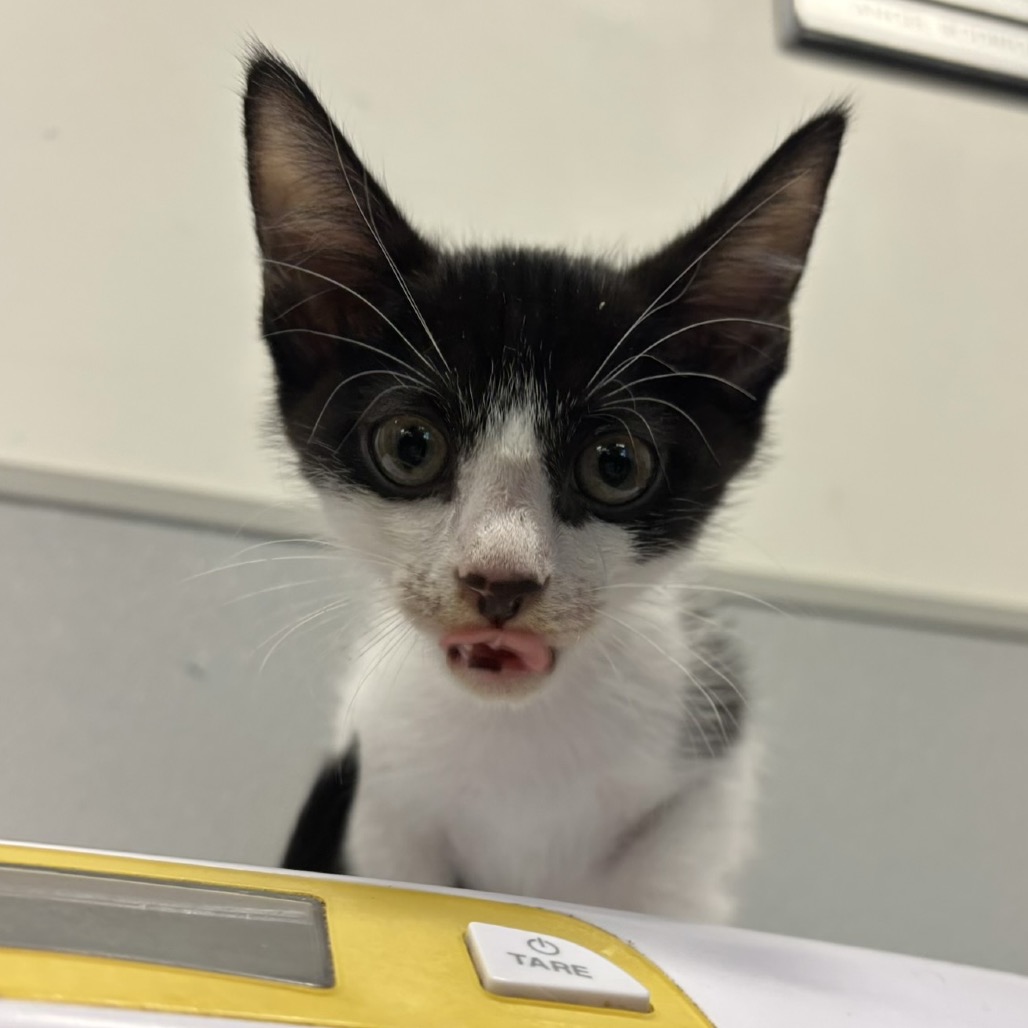 Shelter Stray Male Cat last seen , 3607 N Armenia Ave, Tampa, FL 33607, USA