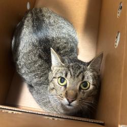 Shelter Stray Female Cat last seen , 3607 N Armenia Ave, Tampa, FL 33607, USA