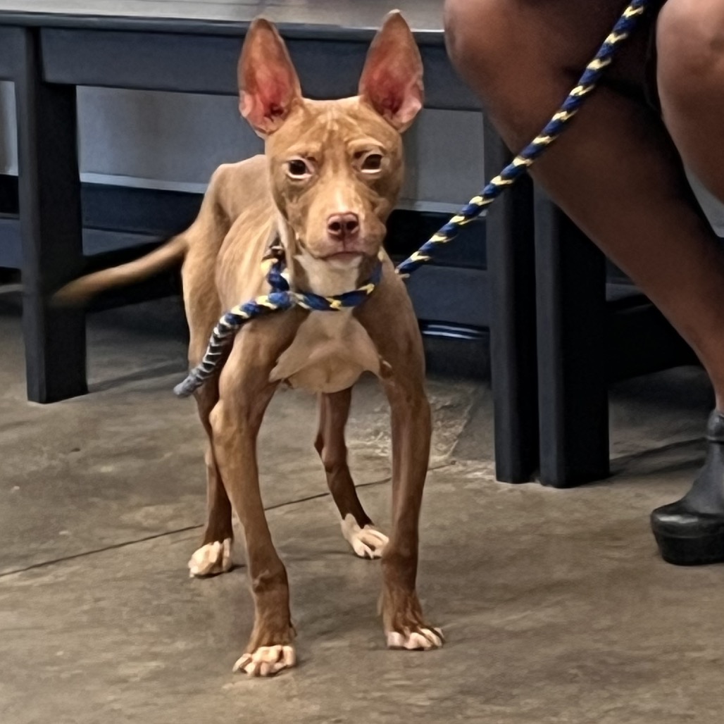 Shelter Stray Male Dog last seen , 3607 N Armenia Ave, Tampa, FL 33607, USA
