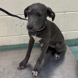 Shelter Stray Female Dog last seen , 2350 Appling City Cove, Memphis, TN 38133, USA