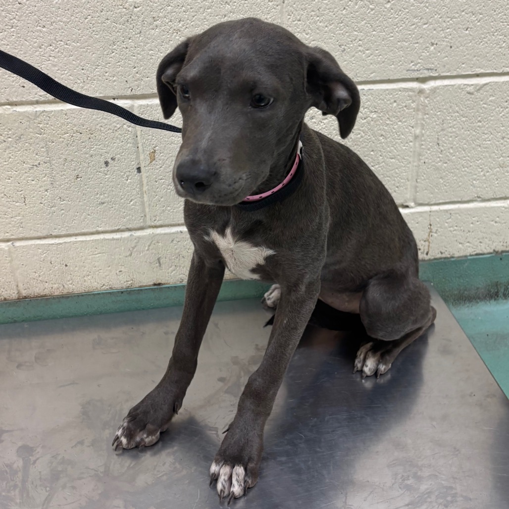 Shelter Stray Female Dog last seen , 2350 Appling City Cove, Memphis, TN 38133, USA