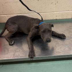 Shelter Stray Male Dog last seen , 2350 Appling City Cove, Memphis, TN 38133, USA