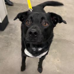 Shelter Stray Male Dog last seen , 3607 N Armenia Ave, Tampa, FL 33607, USA