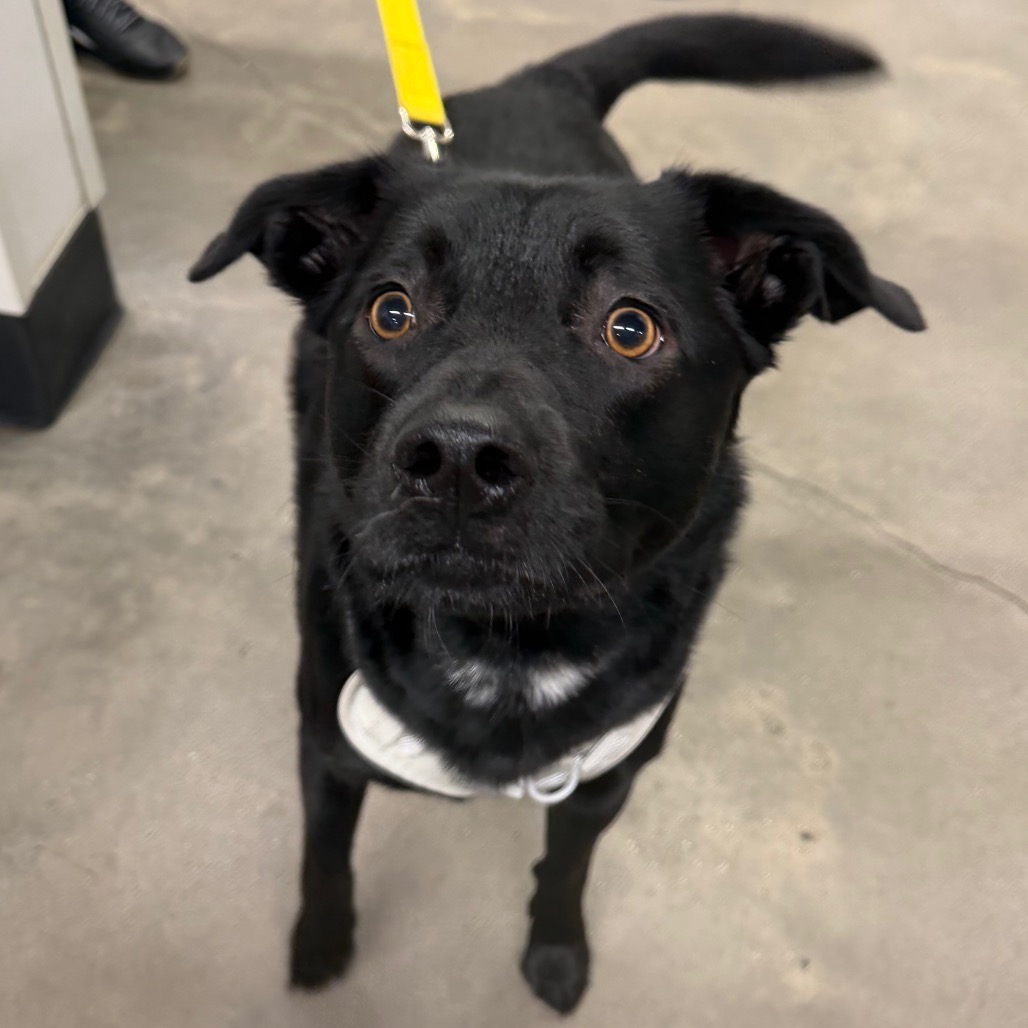 Shelter Stray Male Dog last seen , 3607 N Armenia Ave, Tampa, FL 33607, USA