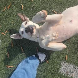 Shelter Stray Female Dog last seen , 2350 Appling City Cove, Memphis, TN 38133, USA