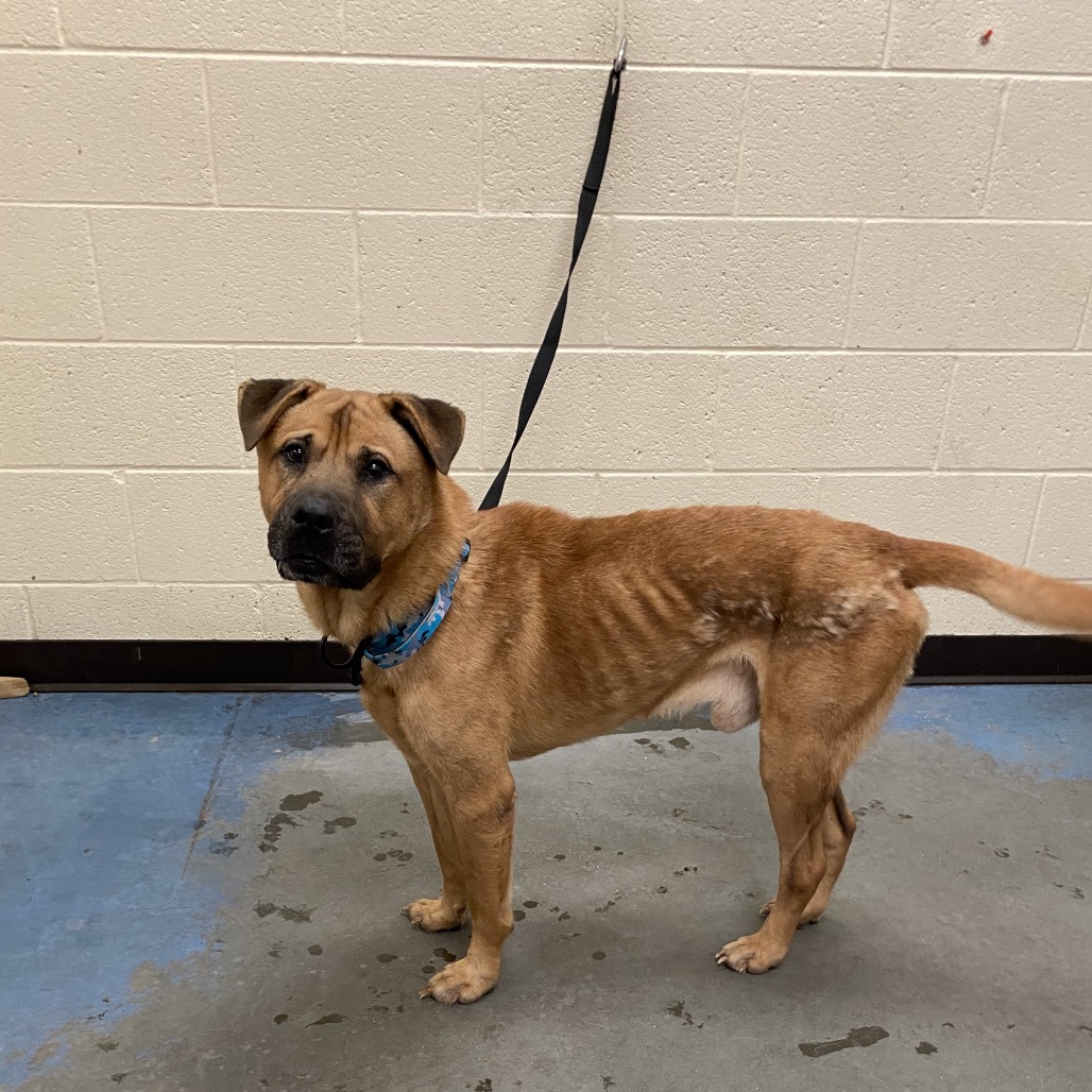 Shelter Stray Male Dog last seen , 2350 Appling City Cove, Memphis, TN 38133, USA