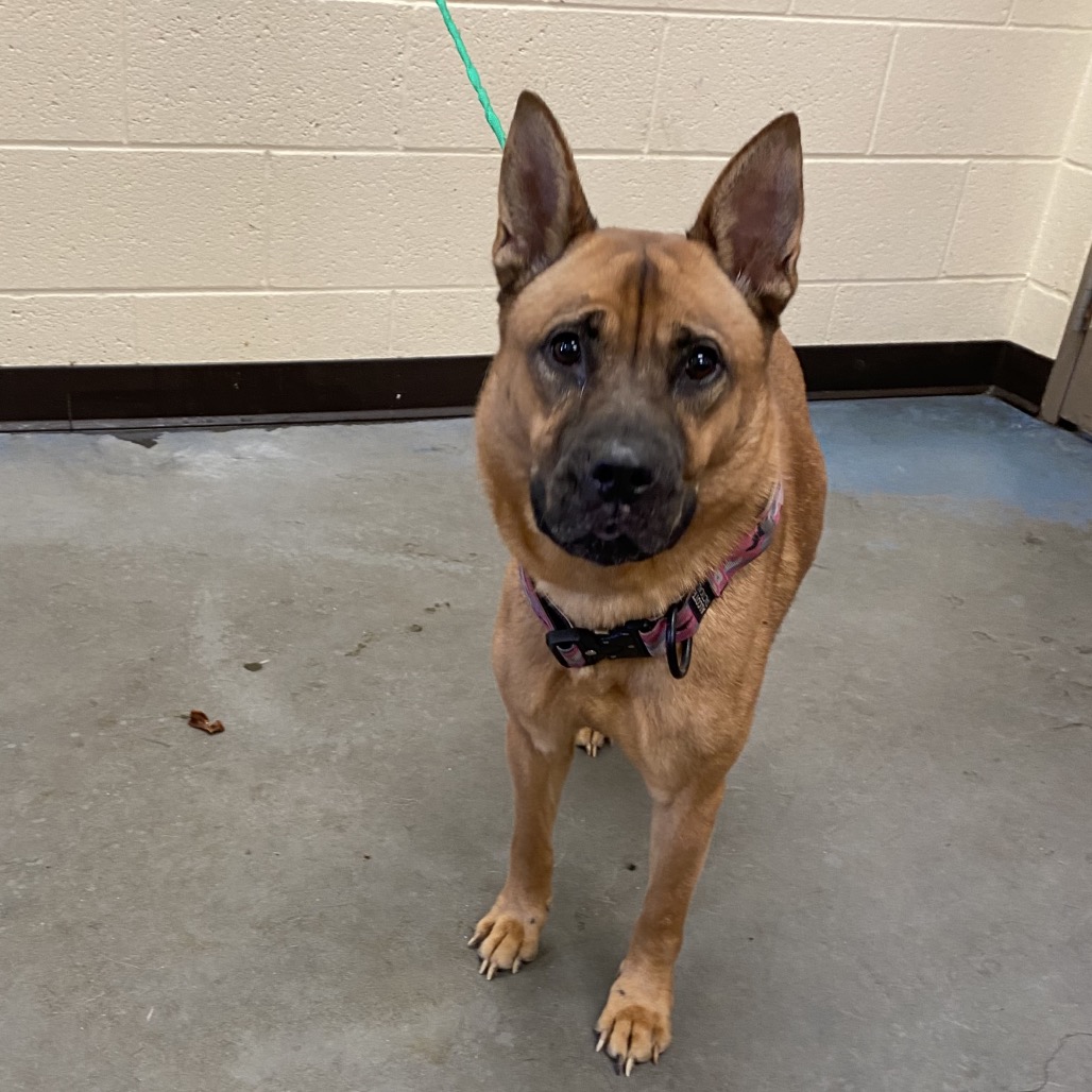 Shelter Stray Female Dog last seen , 2350 Appling City Cove, Memphis, TN 38133, USA