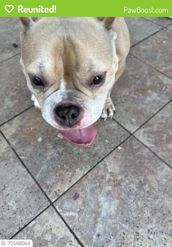 Reunited Female Dog last seen Near Avenue, Miami Gardens, FL 33169