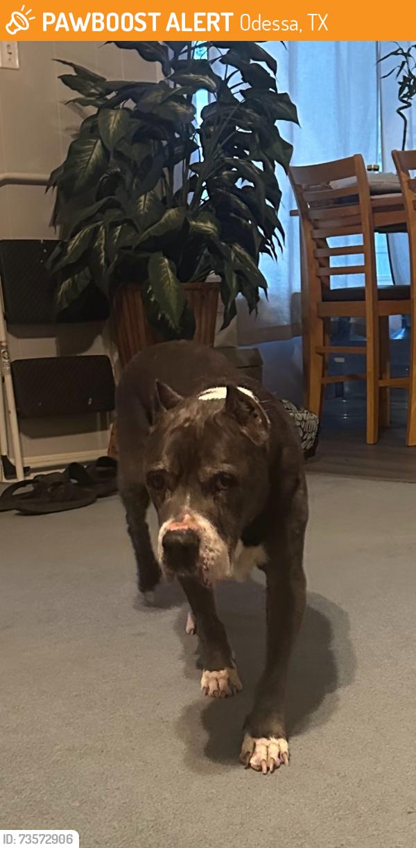 Found/Stray Female Dog last seen 86th & Lamar, Odessa, TX 79765