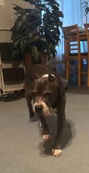 Found/Stray Female Dog last seen 86th & Lamar, Odessa, TX 79765