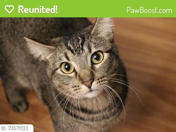 Reunited Female Cat last seen Deerfiled Ave & Penny Pines, Irvine, CA 92604