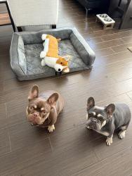 Lost Male Dog last seen Resort st, Upland, CA 91784