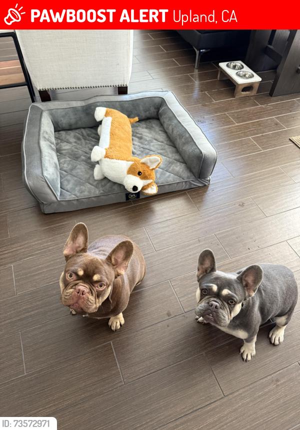 Lost Male Dog last seen Resort st, Upland, CA 91784