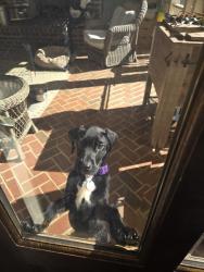 Reunited Male Dog last seen Lasater rd, Clemmons, Clemmons, NC 27012