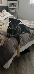 Lost Female Dog last seen Perris blue and Nuevo, Perris, CA 92572