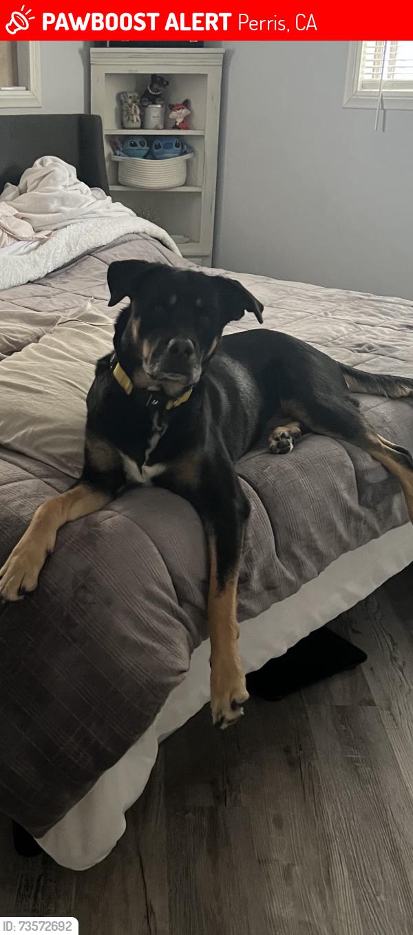 Lost Female Dog last seen Perris blue and Nuevo, Perris, CA 92572