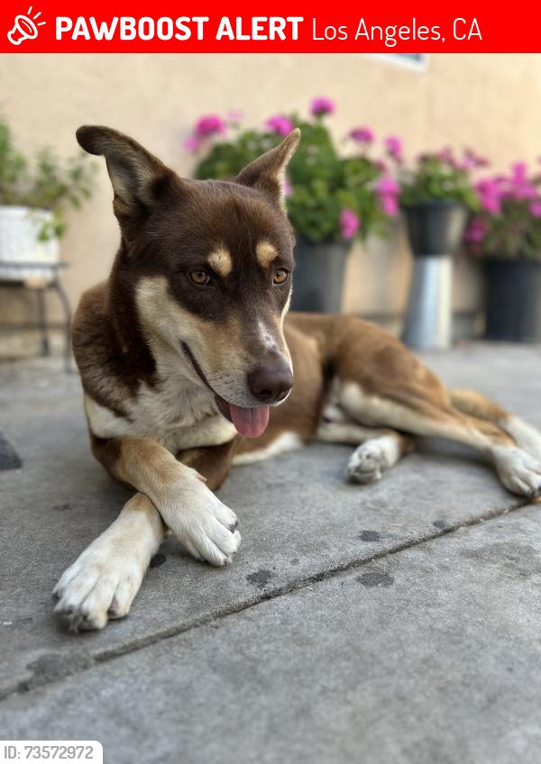 Lost Male Dog last seen North Hollywood, CA, Los Angeles, CA 91605
