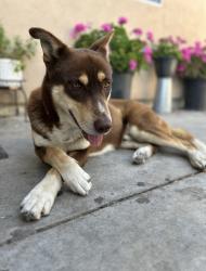 Lost Male Dog last seen North Hollywood, CA, Los Angeles, CA 91605