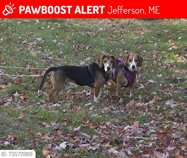 Lost Male Dog last seen Hollywood Boulevard, Jefferson, ME 04348