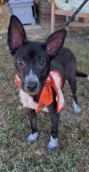 Shelter Stray Male Dog last seen Columbia, 1233 Mapleash Ave, Columbia, TN 38401, USA