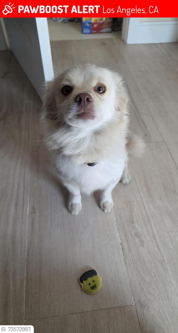 Lost Male Dog last seen 48th and Cimarron st, Los Angeles, CA 90062