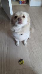 Lost Male Dog last seen 48th and Cimarron st, Los Angeles, CA 90062