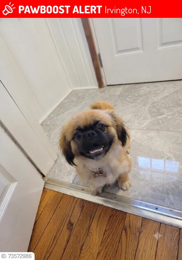 Lost Male Dog last seen Ah 3 cuadras del bar restaurante Yunga, Irvington, NJ 07111