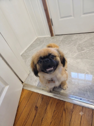 Lost Male Dog last seen Ah 3 cuadras del bar restaurante Yunga, Irvington, NJ 07111