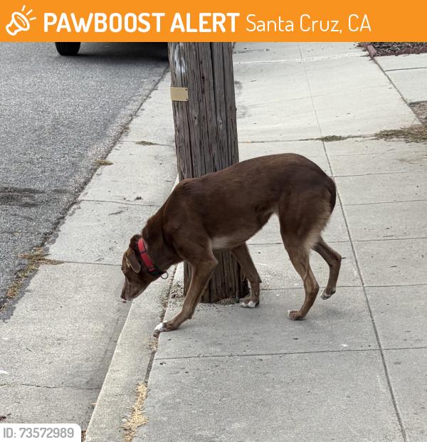 Found/Stray Unknown Dog last seen Chilverton St and Harrison Ave, Santa Cruz, CA 95062