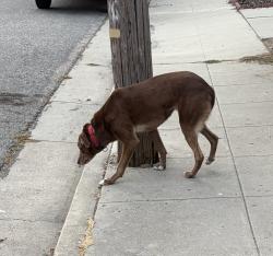 Found/Stray Unknown Dog last seen Chilverton St and Harrison Ave, Santa Cruz, CA 95062
