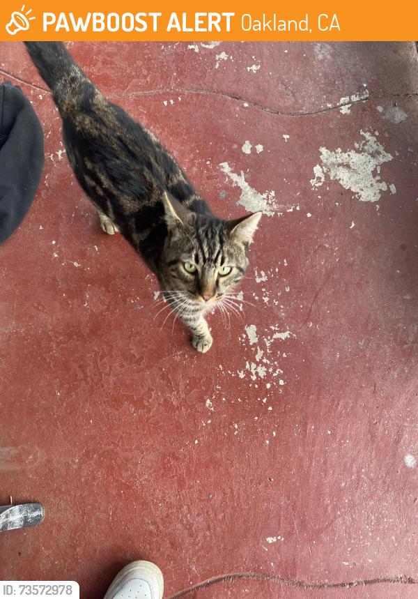 Found/Stray Male Cat last seen 89th and birch st, Oakland, CA 94603