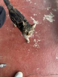 Found/Stray Male Cat last seen 89th and birch st, Oakland, CA 94603