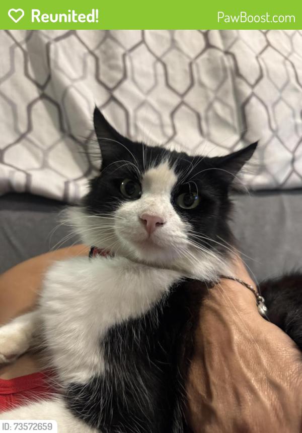 Reunited Male Cat last seen Shoemaker ave between sunshine and beaty, Santa Fe Springs, CA 90650