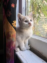 Found/Stray Unknown Cat last seen Ave A/Craven, New Bern, NC 28560