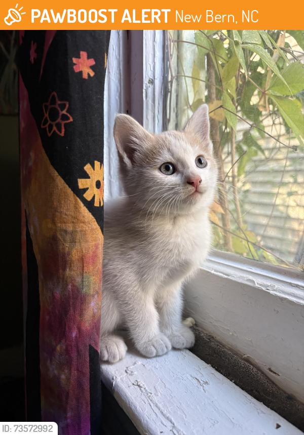 Found/Stray Unknown Cat last seen Ave A/Craven, New Bern, NC 28560