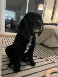 Reunited Male Dog last seen San antonio dr, Walnut Creek, CA 94598