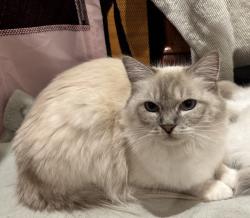 Reunited Female Cat last seen Alameda Landing rectangle park. Cross street is Bingham, Alameda, CA 94501